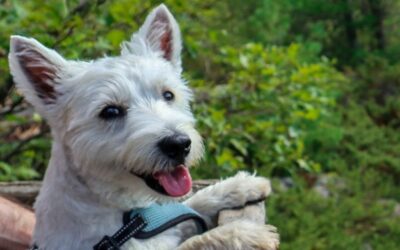 Pet Flea and Tick Treatment: Which One IS Best?
