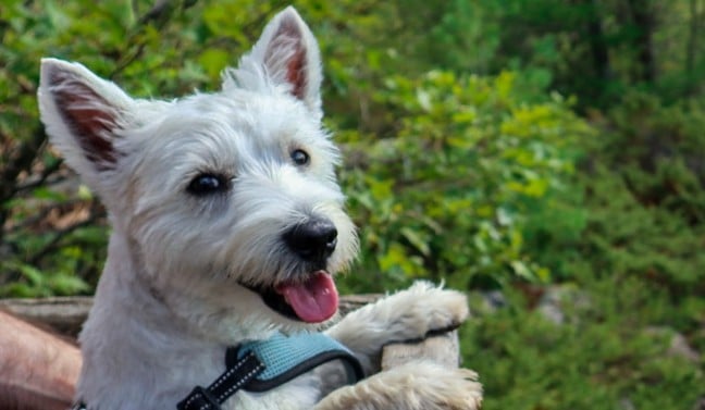 Pet Flea and Tick Treatment