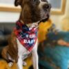 Furbaby-Model-TPCBANFBT10PL-1200x1200