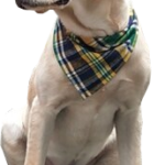 Texas Pet Co Dog Bandana Triangle Model Dog