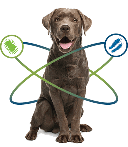 Deworming of Dogs – Dog Deworming Basics