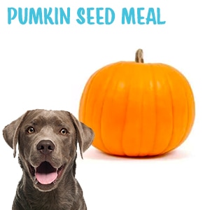 Worm Defender Dog Dewormer Chewable Dog Treats Pumpkin seed