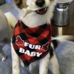 Texas Pet Co Fur Baby Dog Bandana - Lucy