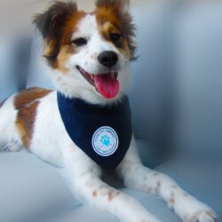 Texas Pet Company Official Brand Seal Logo Dog Bandana Model