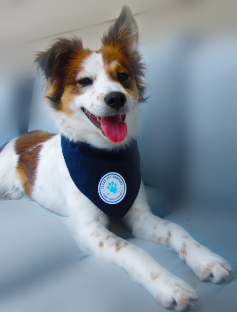 Texas Pet Company Official Brand Seal Logo Dog Bandana Model
