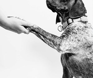 3 Simple Dog Care Tips From The Pros