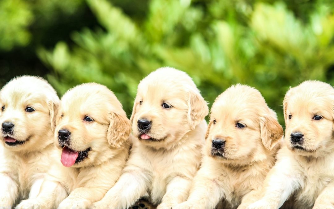 Puppy Behavior: 20 – 24 Week Old Puppy