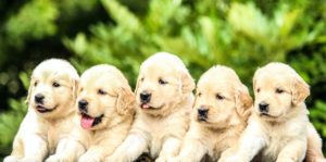 20 – 24 Week Old Puppy: Essential Guide To Puppy Behavior 7 20 week old puppy Texas Pet Company