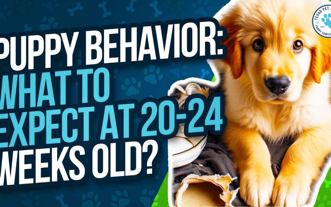 20 – 24 Week Old Puppy: Essential Guide To Puppy Behavior