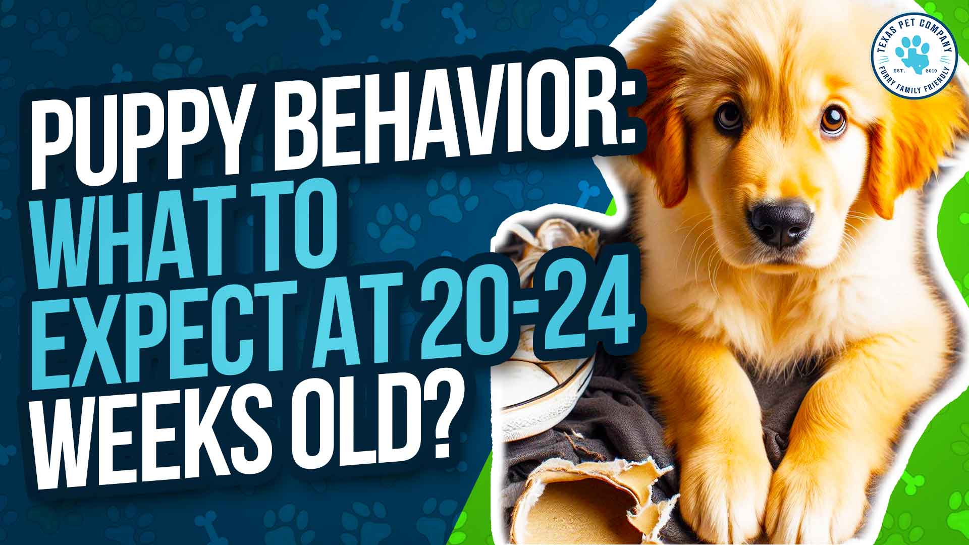 20 – 24 Week Old Puppy: Essential Guide To Puppy Behavior