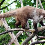 coatimundi texas pet company