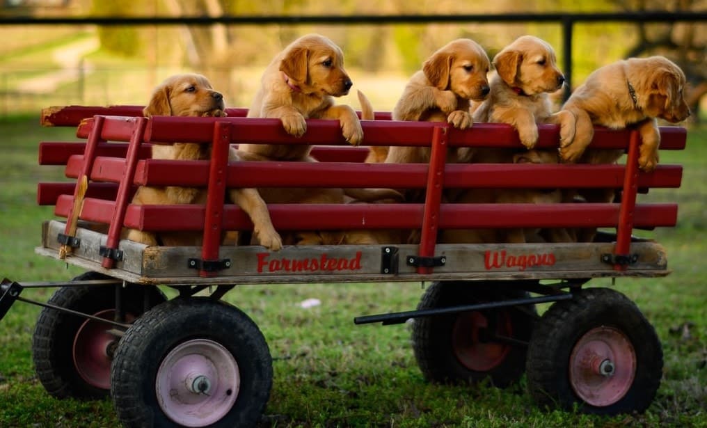 golden retriever puppies