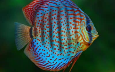 Discus Fish Health – How to Keep Your Discus Happy and Healthy For Years
