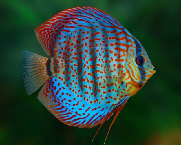 Discus Fish Health – How to Keep Your Discus Happy and Healthy For Years