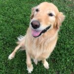 Golden Retriever Pregnancy Dogs Puppies