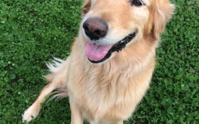 Must Know Golden Retriever Pregnancy: Symptoms, Risks and Tips