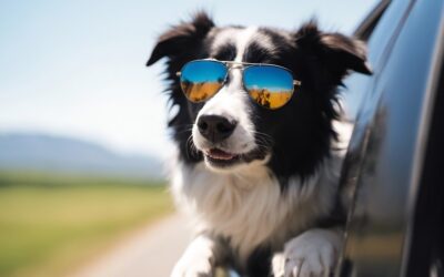 Why do border collies lick so much? Handle its Obsession
