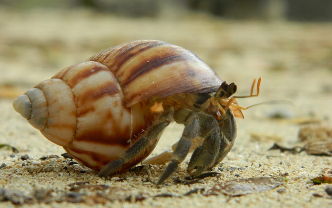 5 Simple Steps to Get Rid Of Hermit Crab Mites
