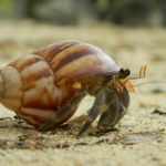 Get Rid Of Hermit Crabs Mites