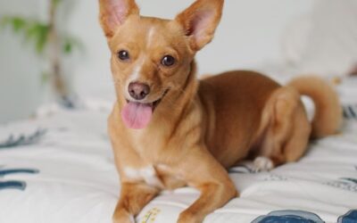 The Chihuahua – A Faithful Companion