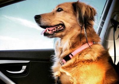 Texas Pet Co Dog Treat Blog