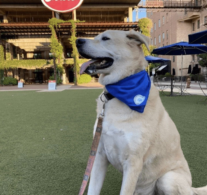 33 Dog Parks In San Antonio With Free Admission