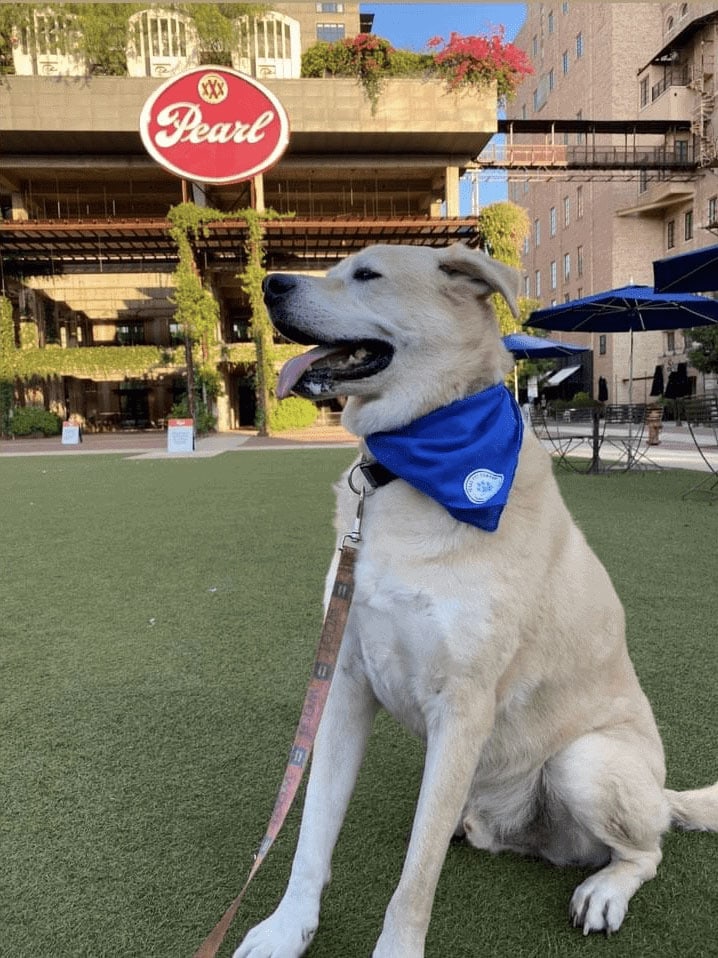 Dog Parks In San Antonio With Free Admission