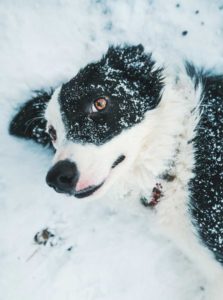 Rid Of Snow Fleas In Dogs