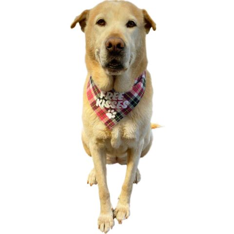 Texas Pet Co Dog Bandana Free Kisses