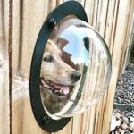 Texas Pet Social Distancing Dog Bubble