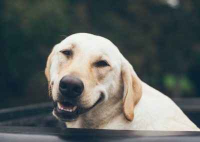 TexasPet Bog - Top 10 Dog Jokes COVID-19 Edition