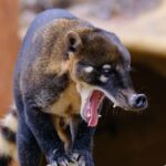 Coatimundi Top 10 Questions and Facts