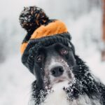 How To Get Rid Of Snow Fleas Dogs