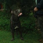 Cane Corso Dog Breed