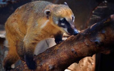 The Ultimate Guide to Caring for a Coatimundi Pet: Everything You Need to Know