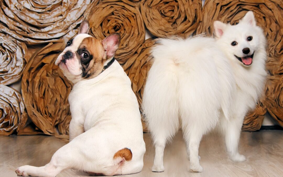 Eight Reasons Why Dogs Chew Their Tails