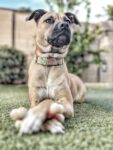 How to Keep Your Dog Calm