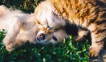 Ultimate Guide to Natural Deworming for Dogs and Cats