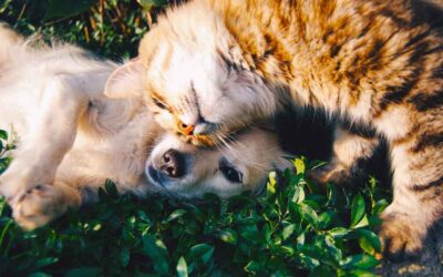 Ultimate Guide to Natural Dewormer for Dogs and Cats