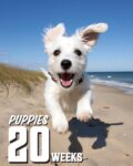 20 Week Old Puppy