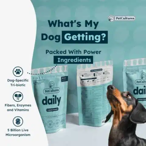 a dog looking up at a Dog immune support supplement daily tribiotic probiotic prebiotic postbiotic product