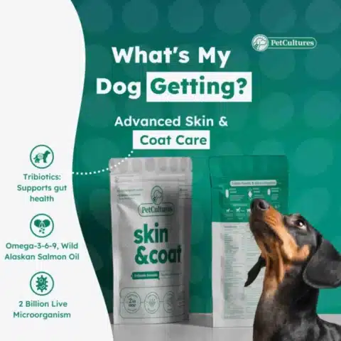 a dog looking up at a bag of skin & coat dog supplement