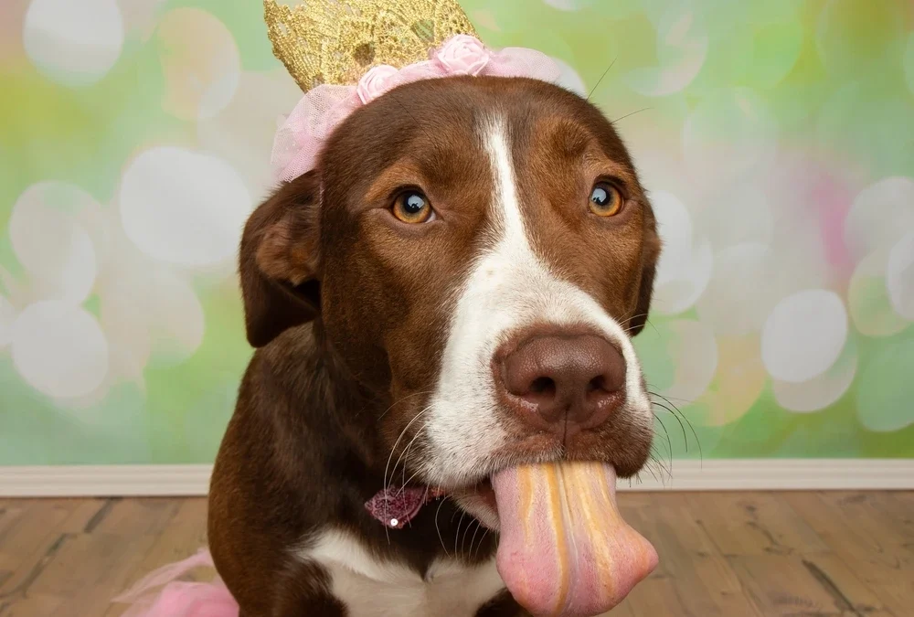 What Ingredients in Peanut Butter Are Bad for Dogs?