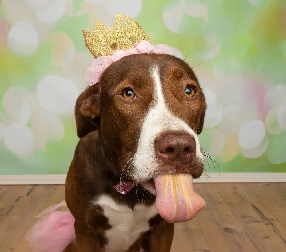 What Ingredients in Peanut Butter Are Bad for Dogs? 1 Ingredients In Peanut Butter