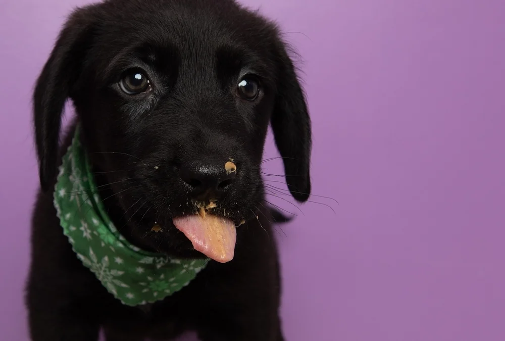 Is Peanut Butter Safe for Dogs? 4 Xylitol Free Brands