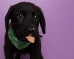Is Peanut Butter Safe for Dogs