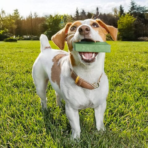 Yak Cheese Chew Dog Treat Mint Flavor - Image 10