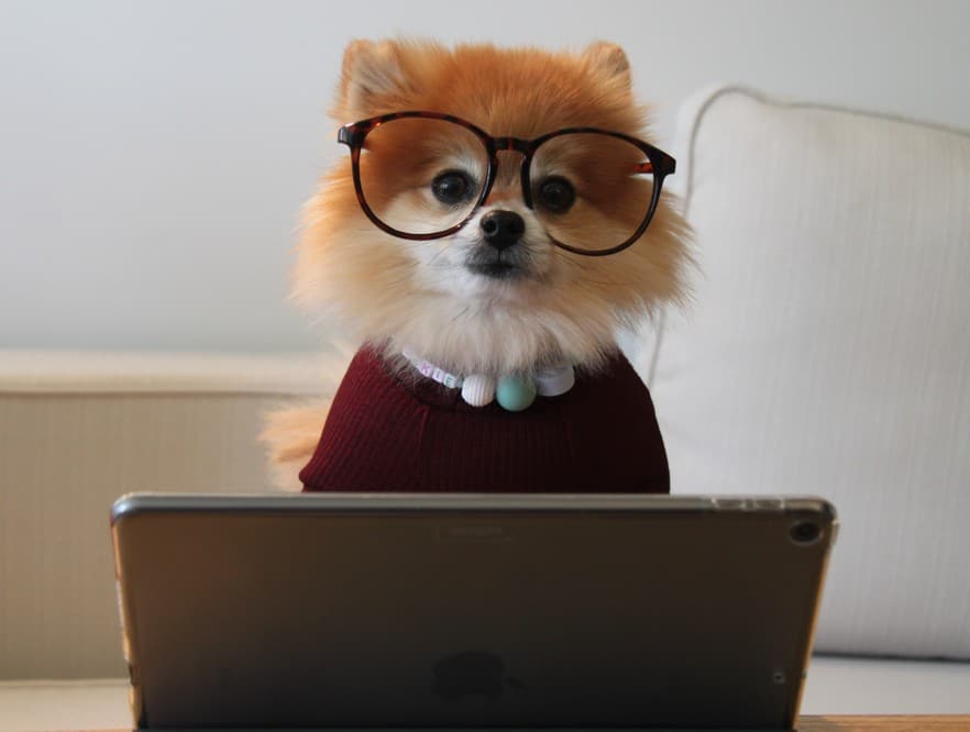 Dog Searching On Computer