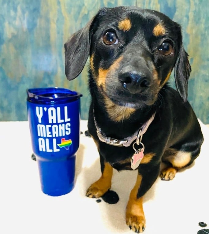 Pride LGBTQ Y'all Means All Dog