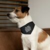 My Dog Watches Women's Sports Pet Bandana - Image 8